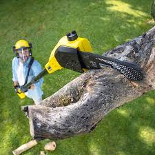 Professional Tree Services in South Huntington, NY