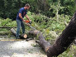 How Our Tree Care Process Works  in  South Huntington, NY