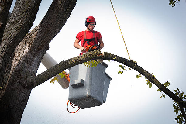 Tree and Shrub Care in South Huntington, NY